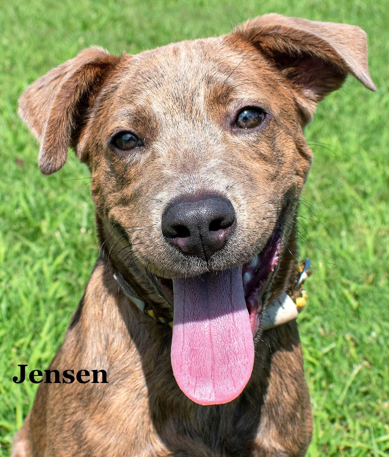 Jensen